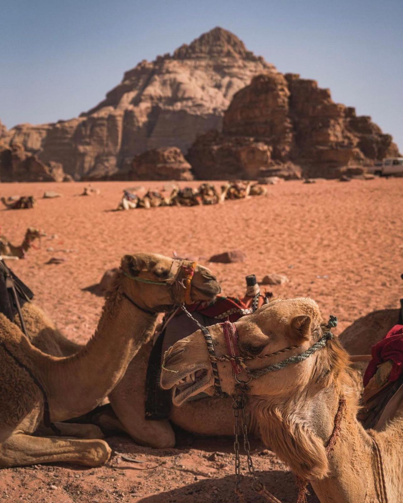 Rum Magic Luxury Camp Wadi Rum Exteriör bild