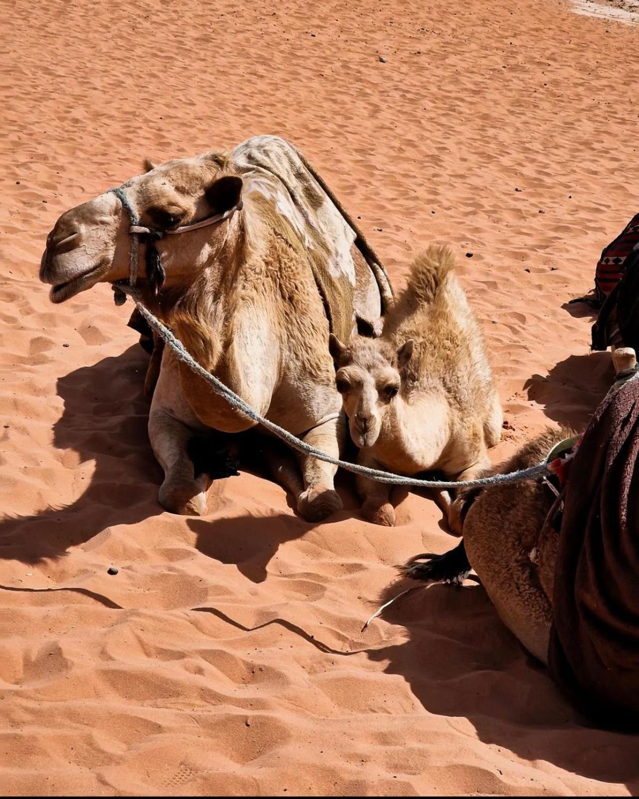 Rum Magic Luxury Camp Wadi Rum Exteriör bild
